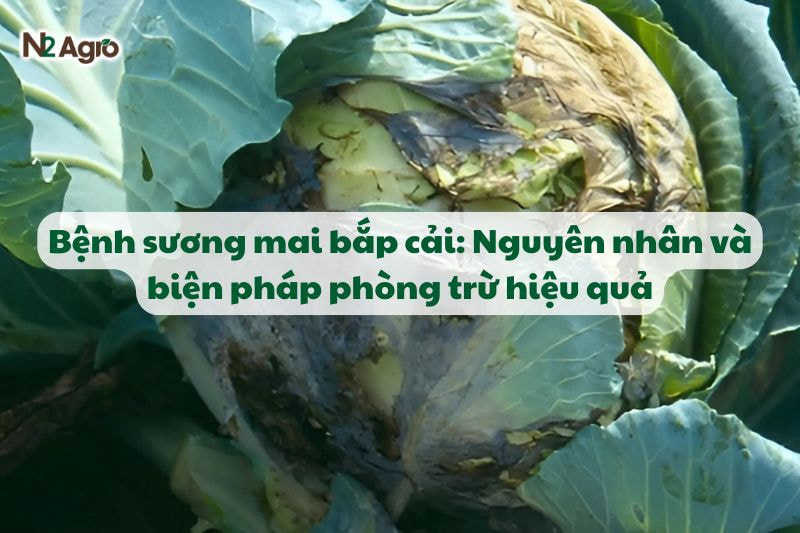benh suong mai bap cai va bien phap phong tru N2Agro