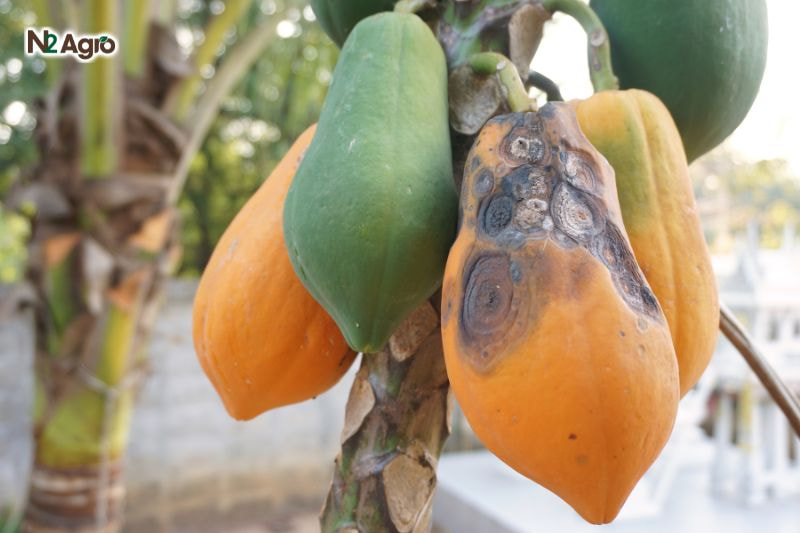 benh than thu hai du du