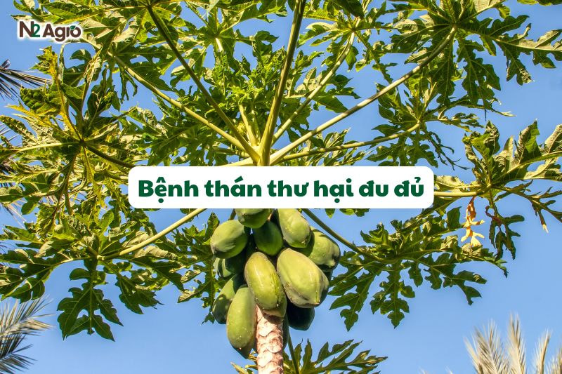 benh than thu hai du du