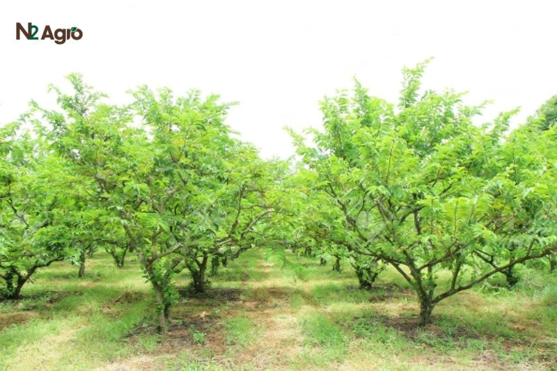 Bệnh thán thư mãng cầu: Nguyên nhân và biện pháp phòng trừ hiệu quả Trồng cây cách nhau 4x4 m, cắt tỉa cành già, tạo tán thoáng, bón phân NPK cân đối, bổ sung phân hữu cơ để tăng sức đề kháng