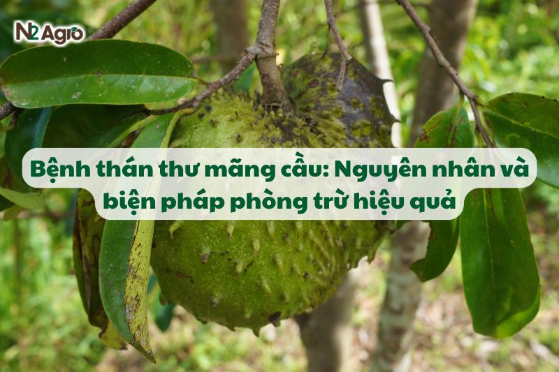 benh than thu mang cau va bien phap phong tru hieu qua N2Agro
