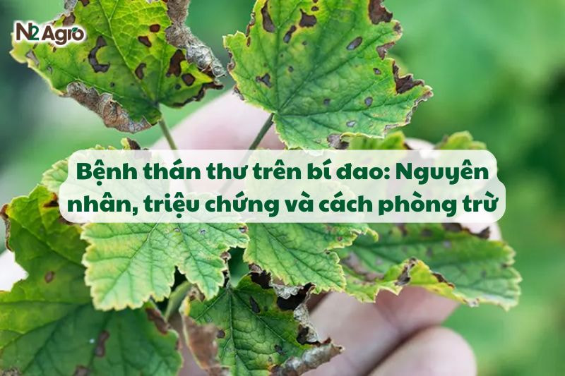 benh than thu tren bi dao trieu chung va cach phong tru n2agro (2)