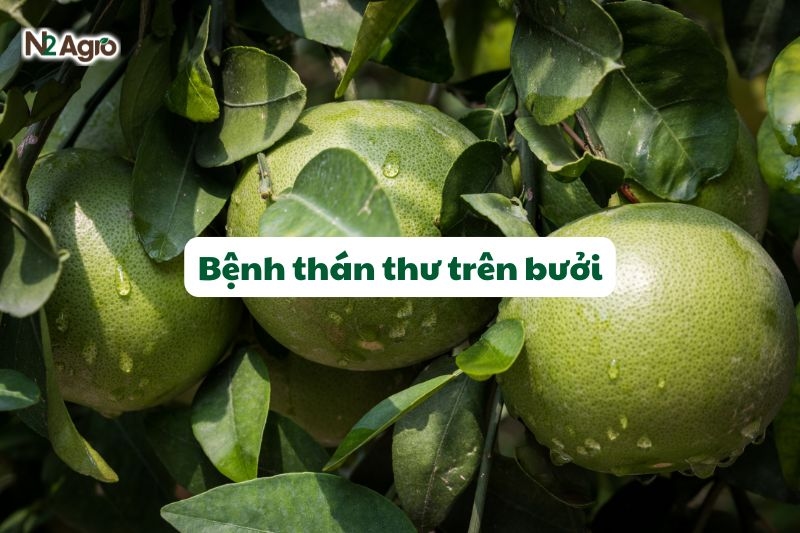 benh than thu tren buoi