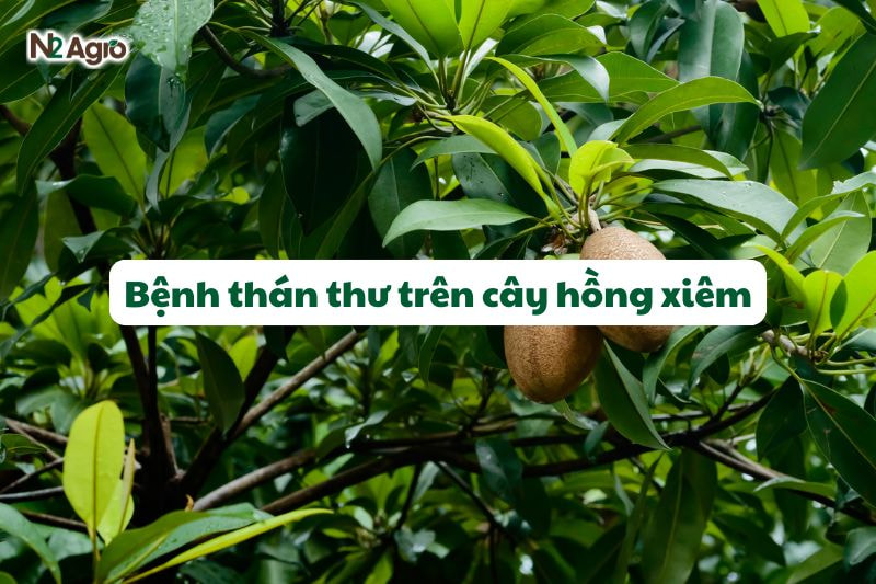 benh than thu tren cay hong xiem