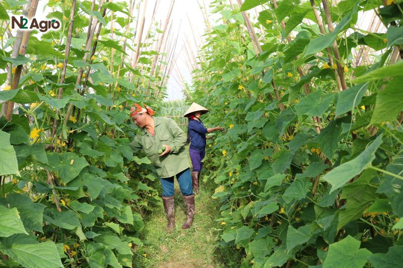 Thăm vườn thường xuyên, đặc biệt vào mùa mưa, để phát hiện sớm dấu hiệu bệnh thán thư và xử lý kịp thời.
