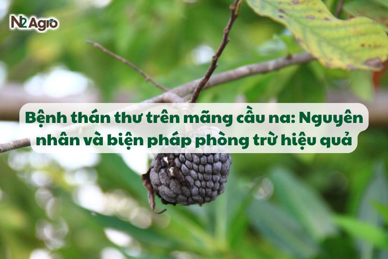 benh than thu tren mang cau na va bien phap phong tru hieu qua N2Agro
