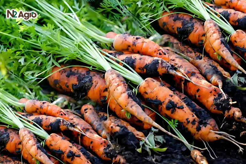 Bệnh thối củ cà rốt: Nguyên nhân, triệu chứng và cách phòng trừ Vết màu xám đến nâu, thịt củ mềm, lõm xuống, ứa nước, có mùi thối giống củ bị dập; lõi củ cũng bị ảnh hưởng