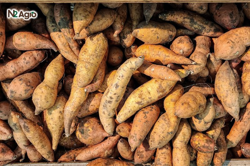 Bệnh thối đen củ khoai lang benh thoi den cu khoai lang