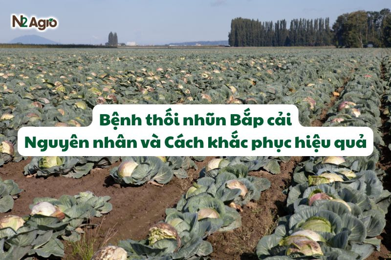 benh thoi nhun bap cai nguyen nhan