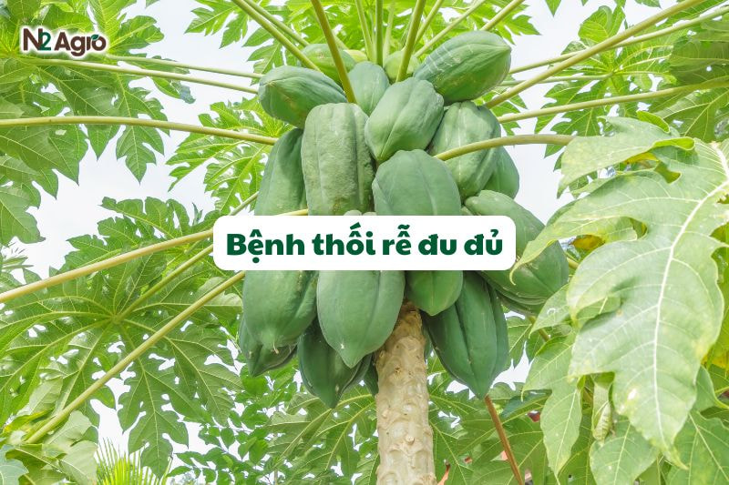 benh thoi re du du