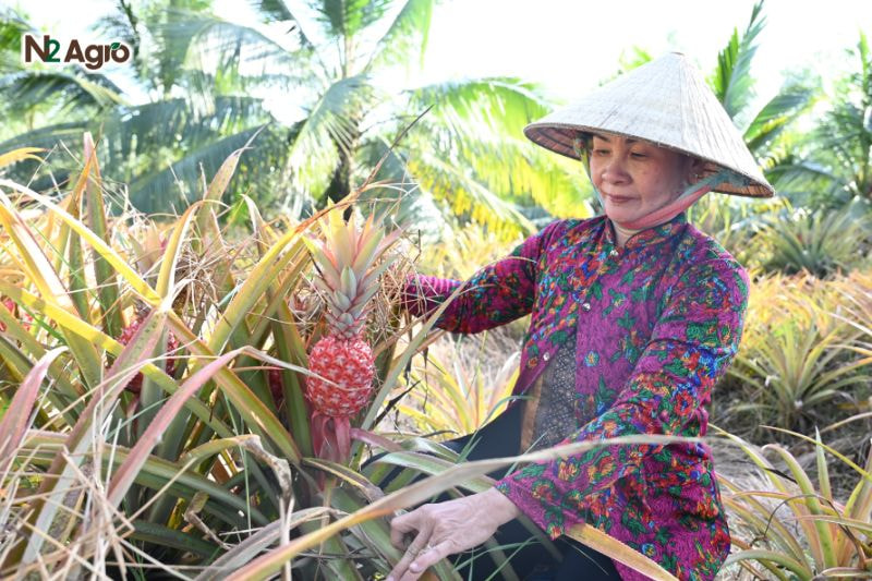 Bệnh thối rễ trên khóm: Nguyên nhân, triệu chứng và biện pháp phòng trừ Thăm vườn thường xuyên, đặc biệt từ tháng 11 đến tháng 3, để phát hiện sớm dấu hiệu bệnh