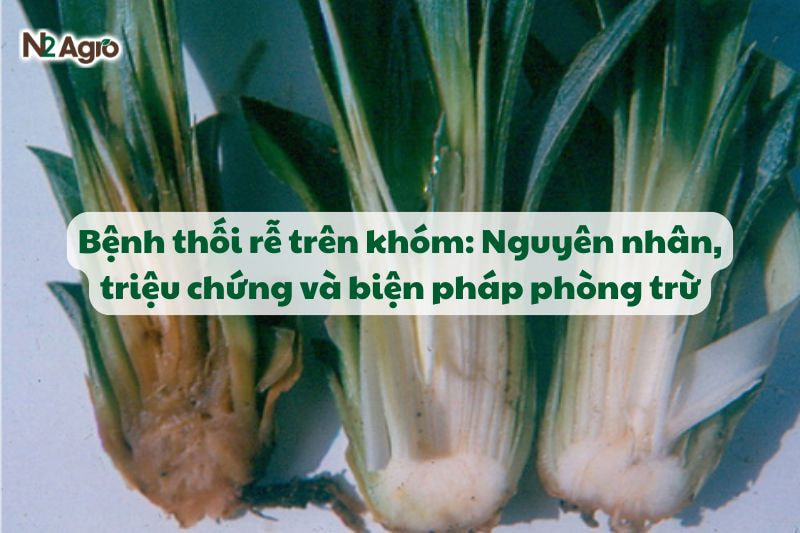 benh thoi re tren khom va bien phap phong tru N2Agro