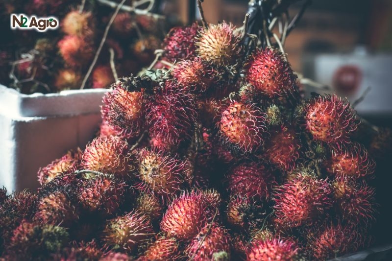 Bệnh thối trái chôm chôm – Triệu chứng, Tác hại và Biện pháp phòng trừ benh thoi trai chom chom