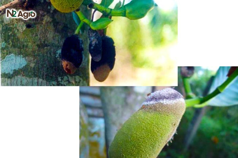 Bệnh thối trái mít: Nguyên nhân và biện pháp phòng trừ hiệu quả Trái non xuất hiện đốm nâu đen, mềm, ướt, sau đó phủ lớp bào tử đen mỏng kèm khuẩn ty trắng, lan rộng làm trái thối nhũn