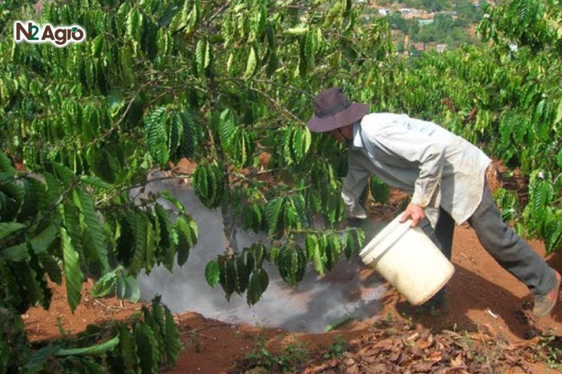 Bệnh thối trái mít: Nguyên nhân và biện pháp phòng trừ hiệu quả Kiểm tra vườn định kỳ, bón phân NPK cân đối, bổ sung phân hữu cơ 10-15 kg/gốc/năm để tăng sức đề kháng
