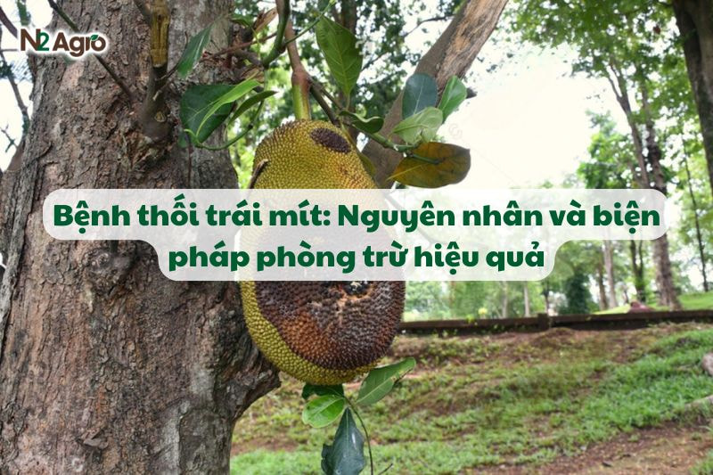 benh thoi trai mit va bien phap phong tru hieu qua N2Agro