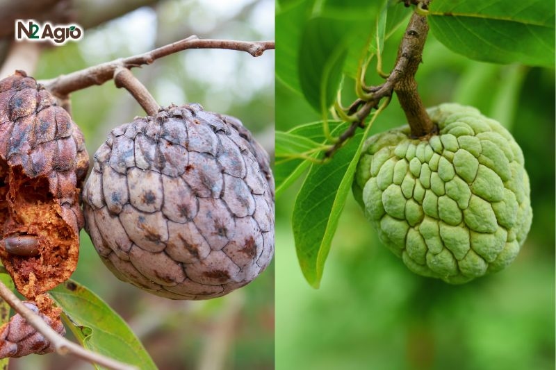 Bệnh vàng lá thối rễ Mãng cầu ta – Nguyên nhân và cách phòng trừ hiệu quả benh vang la thoi re mang cau na