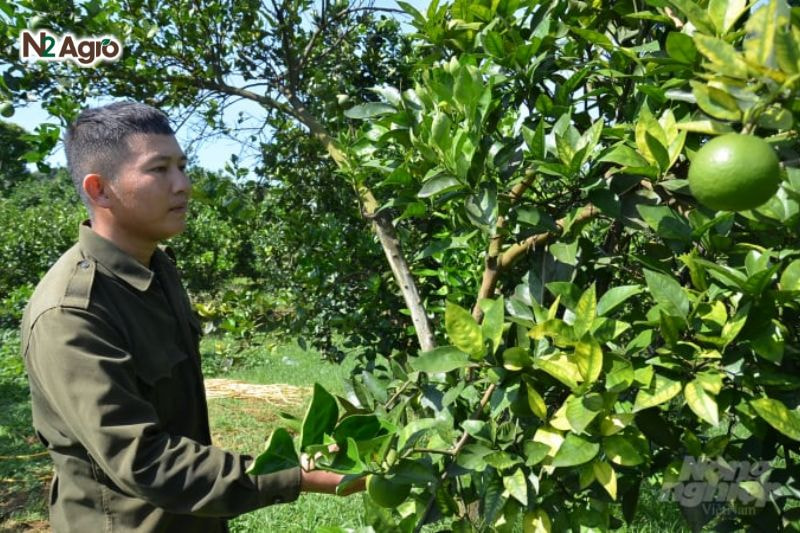 Bệnh vàng lá thối rễ trên cam: Nguyên nhân, triệu chứng và biện pháp phòng trừ hiệu quả Thăm vườn thường xuyên, đặc biệt vào mùa mưa và đầu mùa nắng, để phát hiện sớm dấu hiệu bệnh và xử lý kịp thời.