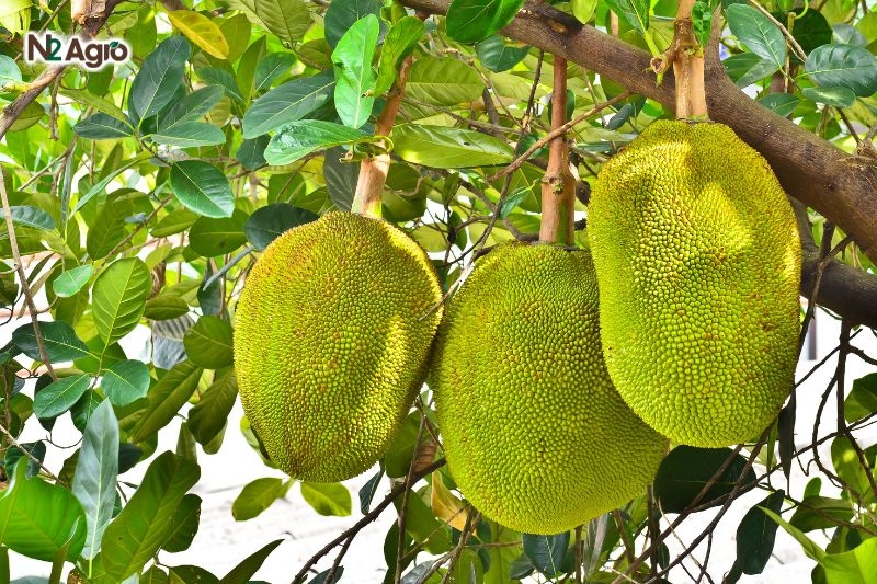 Bệnh xơ đen trên mít – Triệu chứng, Tác hại và Biện pháp phòng trừ benh xo den tren mit
