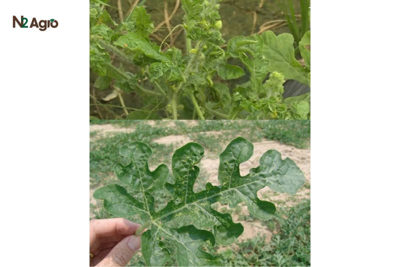 Bọ trĩ hại Dưa hấu: Hiểu biết và Giải pháp hiệu quả bo tri hai dua hau hieu biet va giai phap hieu qua (3) N2Agro
