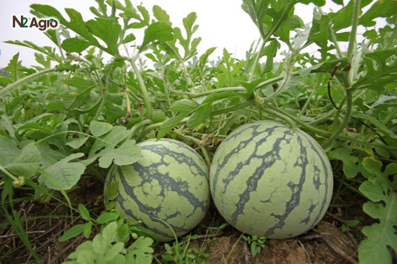 Bọ trĩ hại Dưa hấu: Hiểu biết và Giải pháp hiệu quả bo tri hai dua hau hieu biet va giai phap hieu qua (4) N2Agro