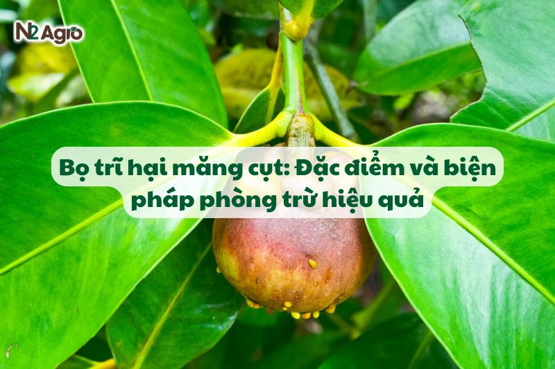 bo tri hai mang cut va bien phap phong tru hieu qua N2Agro