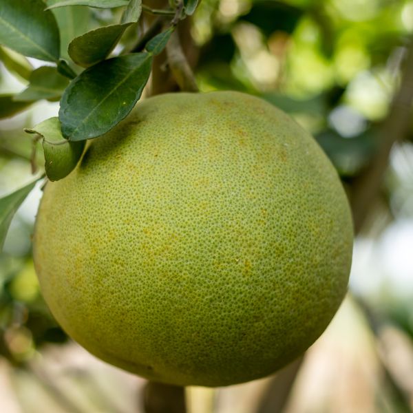 bưởi