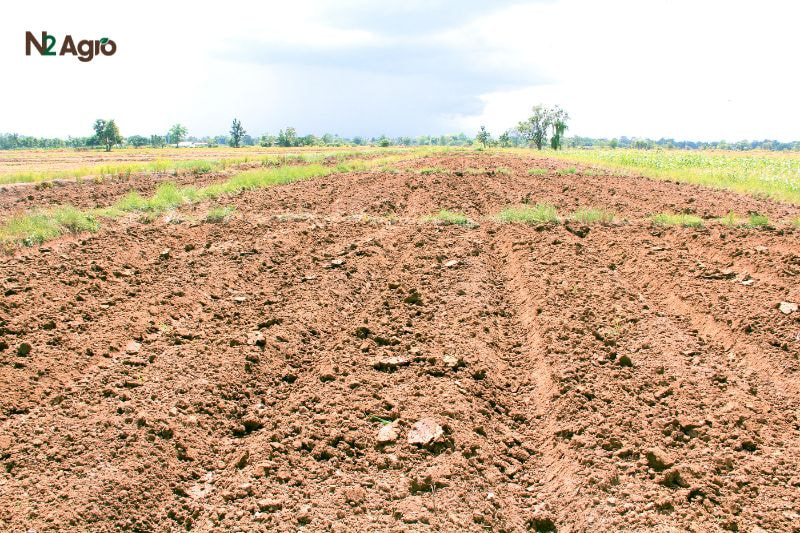 Chăm sóc cây Dưa hấu đúng kỹ thuật cham soc cay dua hau dung ky thuat