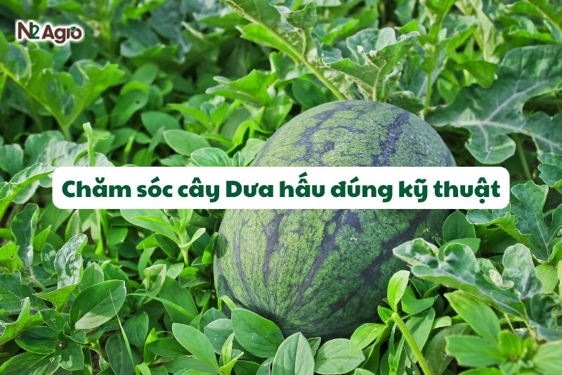 cham soc cay dua hau dung ky thuat