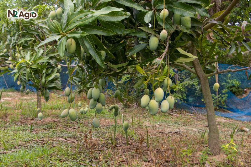 Chăm sóc cây xoài đúng kỹ thuật cham soc cay xoai dung ky thua