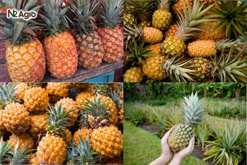 Chọn giống cây khóm – Bước đầu quan trọng để đạt năng suất cao chon giong cay khom