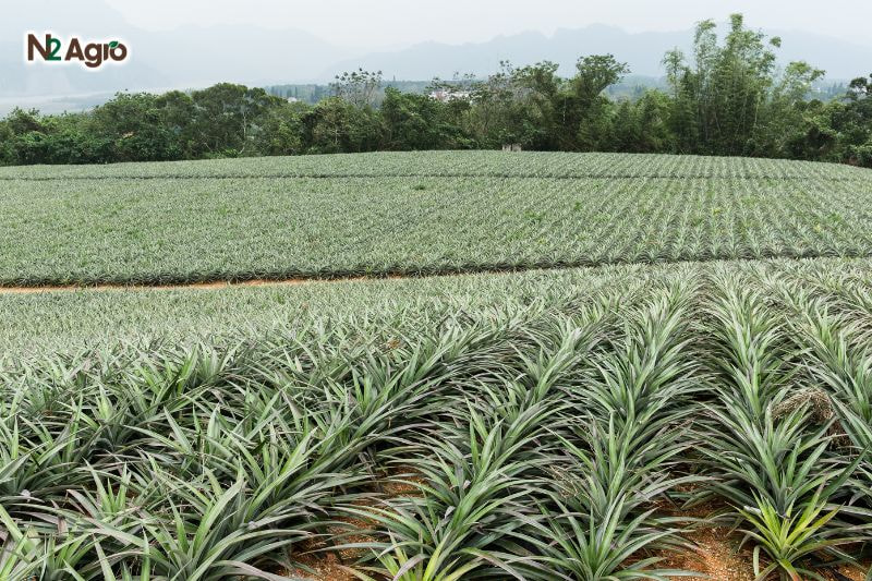 Chọn giống cây khóm – Bước đầu quan trọng để đạt năng suất cao chon giong cay khom