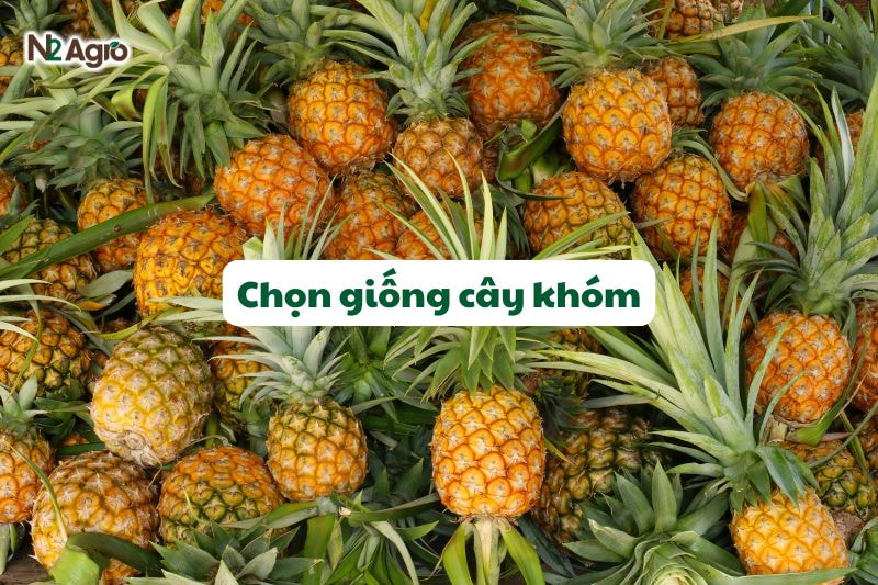chon giong cay khom