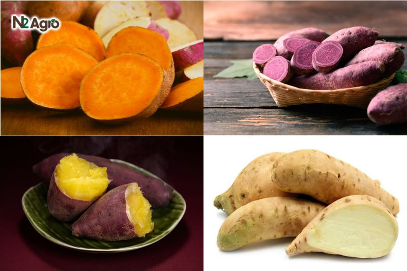 Chọn giống Khoai lang: Bí quyết cho vụ mùa năng suất cao chon giong khoai lang bi quyet cho vu mua (3) N2Agro