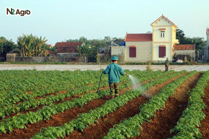 Chọn giống Khoai lang: Bí quyết cho vụ mùa năng suất cao chon giong khoai lang bi quyet cho vu mua (4) N2Agro
