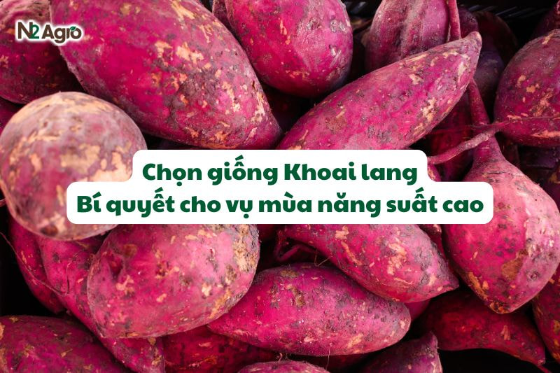 chon giong khoai lang bi quyet cho vu mua N2Agro