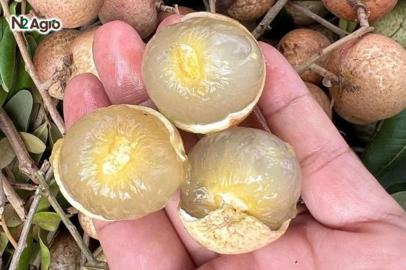 Quả to, màu vàng nâu, cơm dày, hạt nhỏ, vị ngọt đậm, thơm, năng suất 150-200 kg/cây/năm, phù hợp
