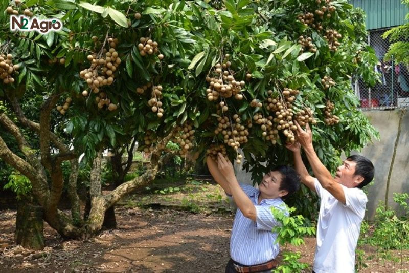 Chọn giống nhãn: Hướng dẫn chi tiết để có vườn nhãn năng suất cao Thử nghiệm trên diện tích nhỏ trước khi trồng đại trà, đánh giá khả năng sinh trưởng, năng suất của giống trong 1-2 năm đầu tiên hiện nay.