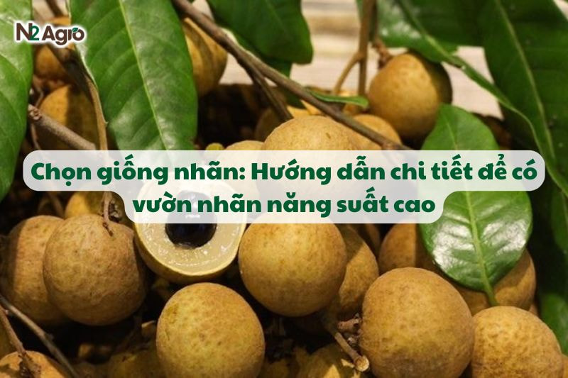 chon giong nhan huong dan chi tiet de duoc nang suat cao N2Agro