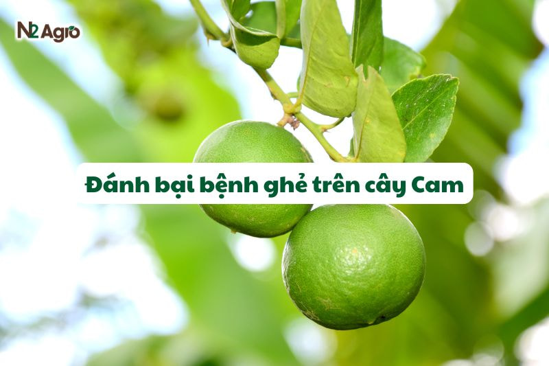 danh bai benh ghe tren cay cam