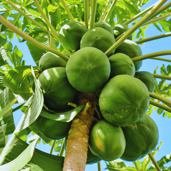đu đủ