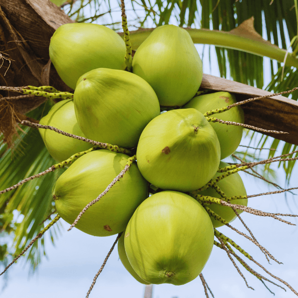 dừa