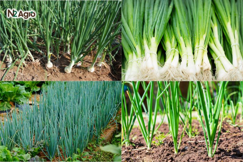 Kỹ thuật chọn giống hành lá ky thuat chon giong hanh la