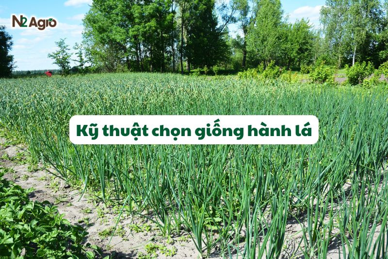 ky thuat chon giong hanh la