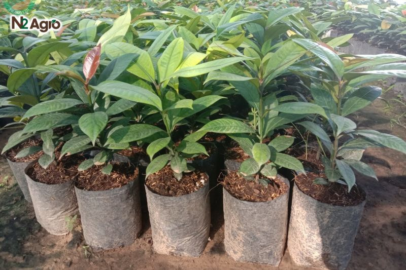 Kỹ thuật chọn giống măng cụt: Hướng dẫn chi tiết để đạt chất lượng cao Quan sát cây giống có thân thẳng, lá đều, không rách, không đốm nâu, rễ trắng khỏe, không đứt, đảm bảo cây đủ sức sống