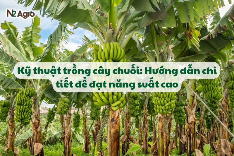 ky thuat trong cay chuoi huong dan chi tiet de dat nang suat cao N2Agro