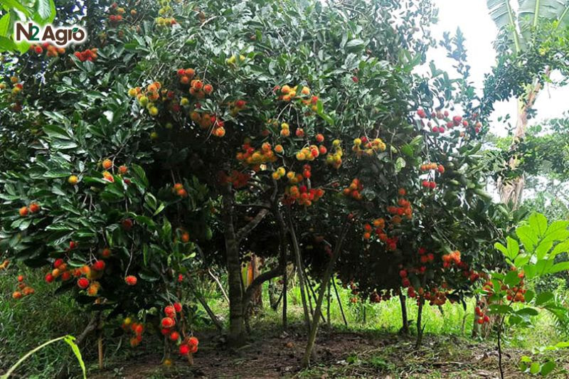 Cắm cọc buộc cây để tránh gió lay, che nắng bằng tàu dừa từ hướng Đông, Tây trong 60 ngày, đảm bảo không khí lưu thông tốt 