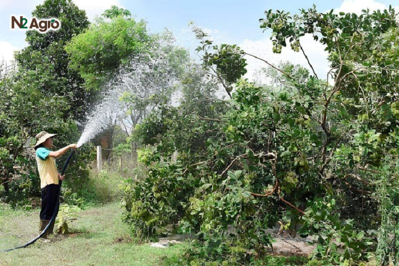 Kỹ thuật trồng chôm chôm: Hướng dẫn chi tiết để đạt năng suất cao Tưới nước đều đặn, giữ ẩm mùa khô, xen canh cà phê hoặc hoa màu trong 1-2 năm đầu, đảm bảo cây nhận 60-70% ánh sáng tự nhiên