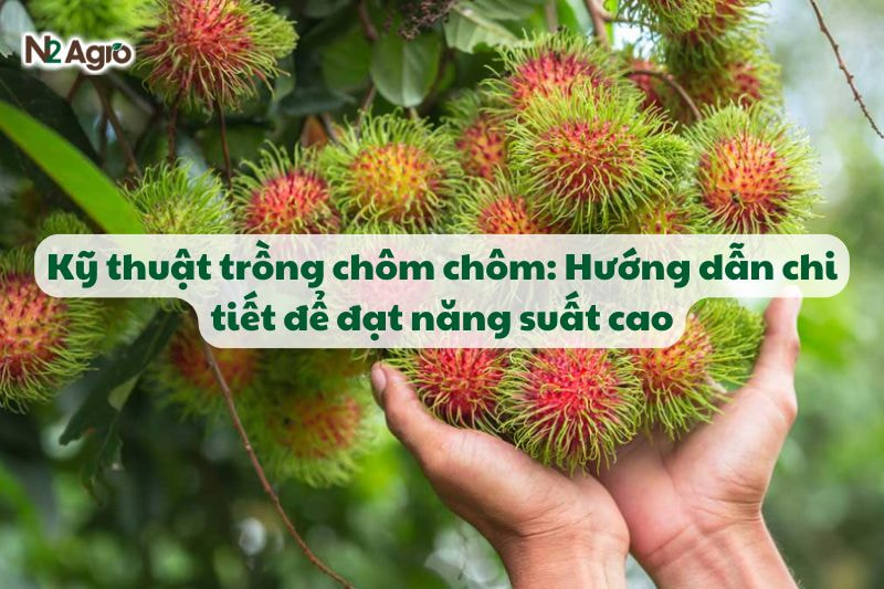 ky thuat trong chom chom huong dan chi tiet de dat nang suat cao N2Agro