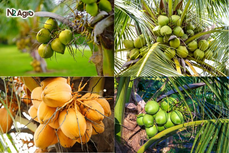 Kỹ thuật trồng dừa hiệu quả – Đạt năng suất cao và bền vững  ky thuat trong dua hieu qua